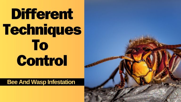 Different Techniques To Control Bee And Wasp Infestation