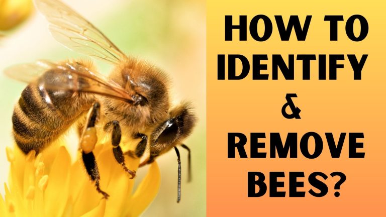 How To Identify & Remove Bees