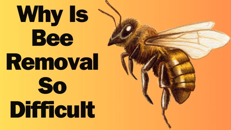 Why Is Bee Removal So Difficult